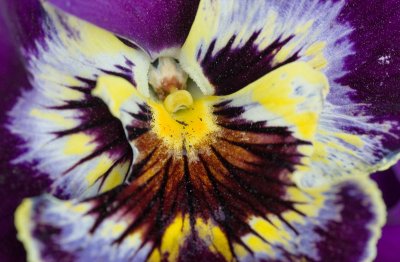 Heart of a pansy
