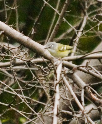 bhv_4662.jpg