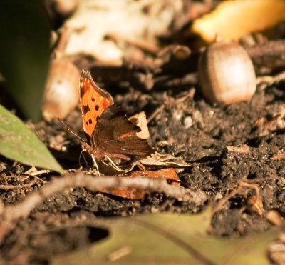 butterflyacorn_4100b.jpg