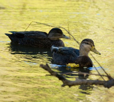 blackducks_5081b.jpg