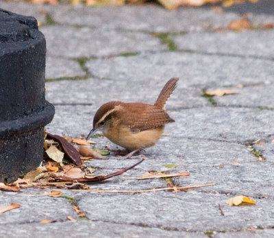 carolina wren_4762b.jpg