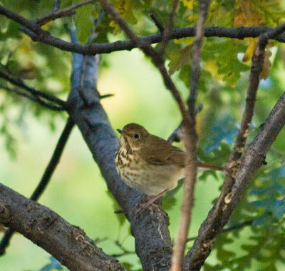 hermitthrush_5059b.jpg