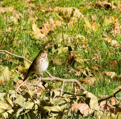 hermitthrush_5237b.jpg