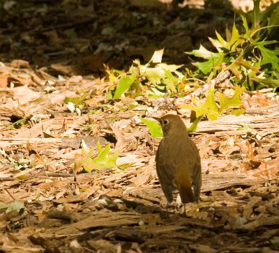 hermitthrush_5242b.jpg