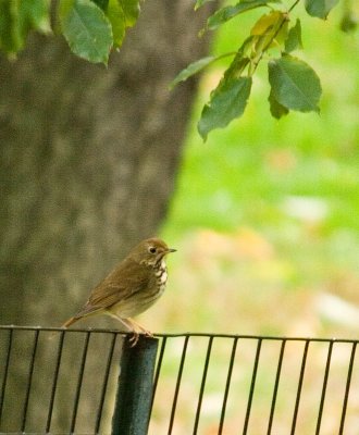 hermitthrush_5260b.jpg