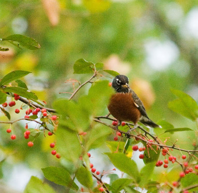 robin_4938b.jpg