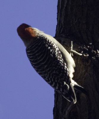 Red-bellied Woodpecker rbwp_b5959.jpg