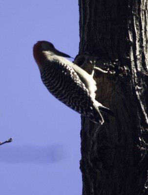 Red-bellied Woodpecker rbwp_b5954.jpg