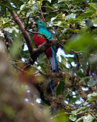 quetzal_7982b.jpg