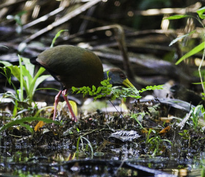 gray-necked_wood-rail_9163.jpg