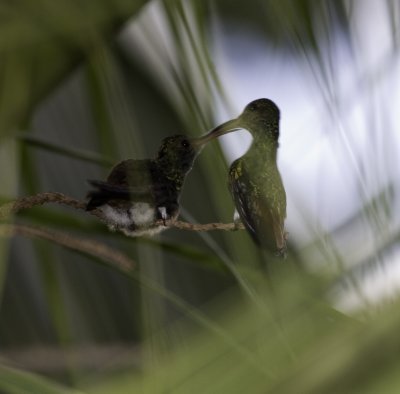 hummingbirdfamily_9272.jpg