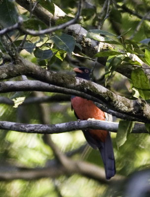 slatytailtrogon9242.jpg