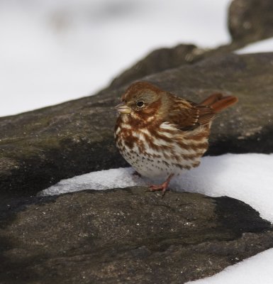Winter Birds 2006- 2007