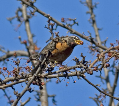 robinberry_0534b.jpg