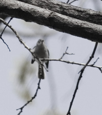 bggnatcatcher_2957.jpg