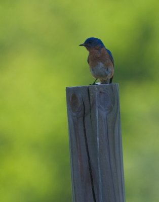 bluebirdcropb-6407.jpg