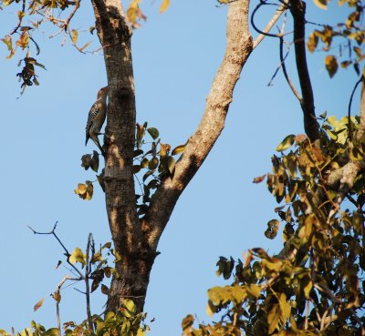 Red-Bellied Woodpecker