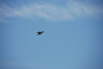 Kingfisher