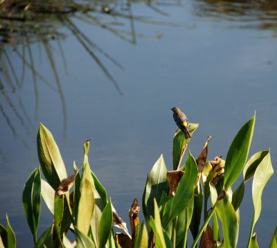 Yellow-Rumped Warbler