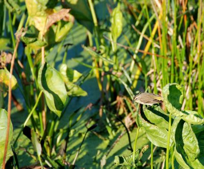 Palm Warbler