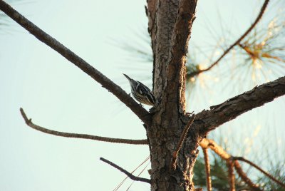 Black-and-White Warbler