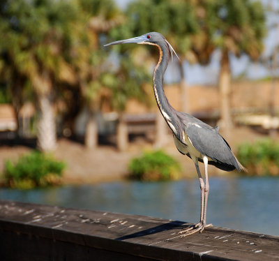 Tricolored Heron