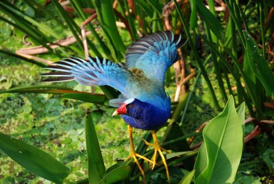 American Coots, Moorhens, Purple Gallinule