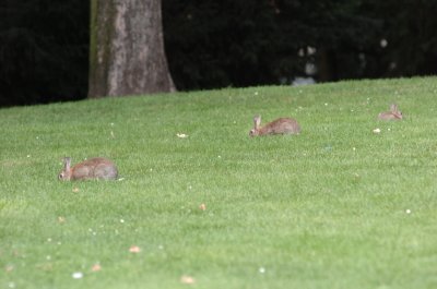 DSC_0017a.jpg