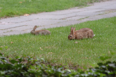 DSC_0020a.jpg