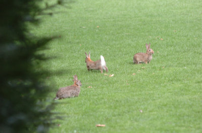 DSC_0043a.jpg