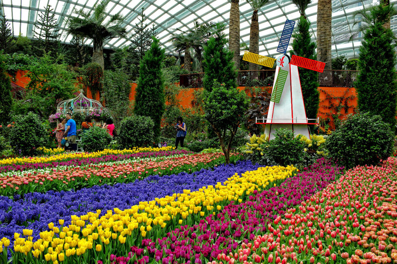 Tulips Show