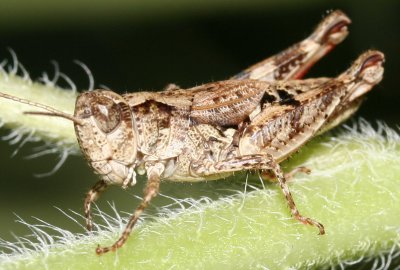 Locust 2302 01 - P.jpg