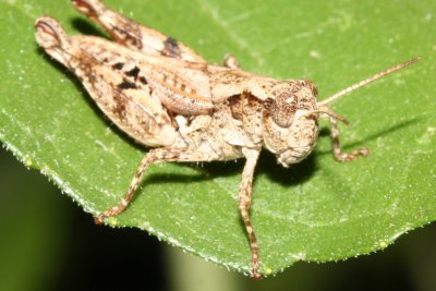 Locust 2302 02 - P.jpg