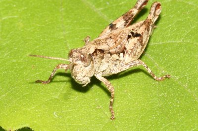 Locust 2302 03 - P.jpg