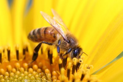 Bees 2104 01.jpg