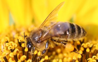 Bees 2104 02.jpg