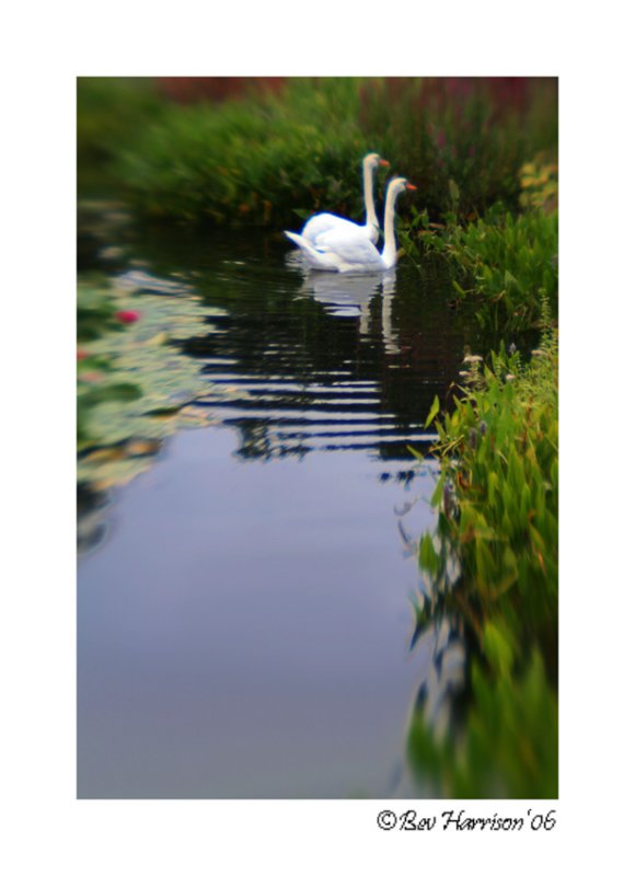 serenity