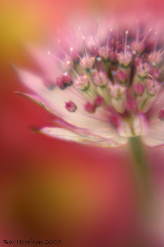 astrantia major rubra