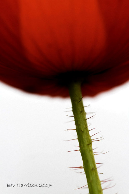 prickly poppy