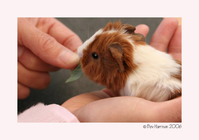 one.......of four of my son's pet guinea pigs babies!!