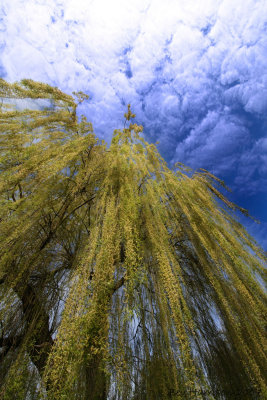 willow weeping