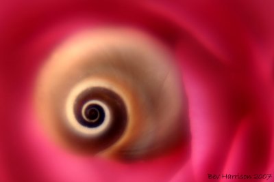 snail by the lensbaby