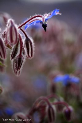 borage flower