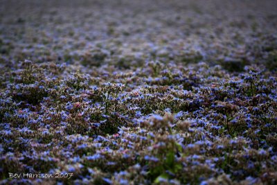 borage and then some