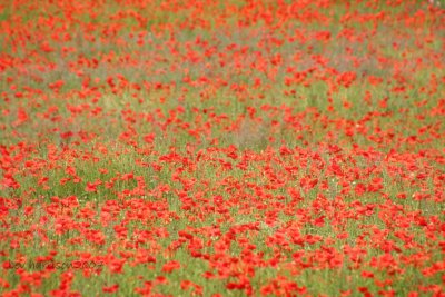 poppies by the 1000