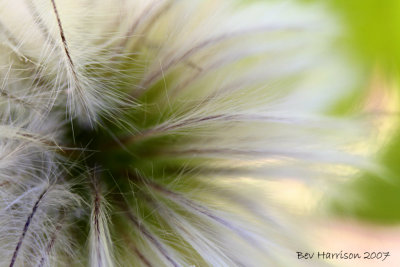 clemetis seed head