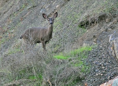 Black Tail Doe