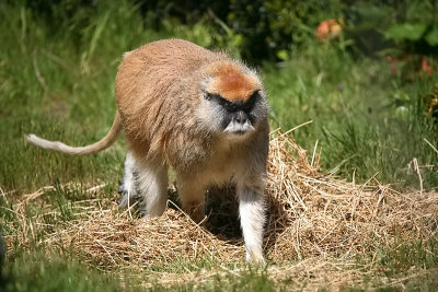 Patas Monkey