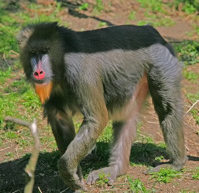 Mandrill