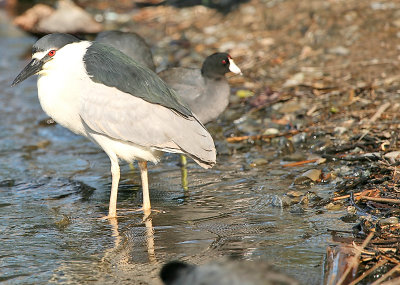 Black crowned night heron